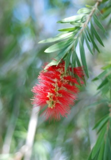 Callistemon
