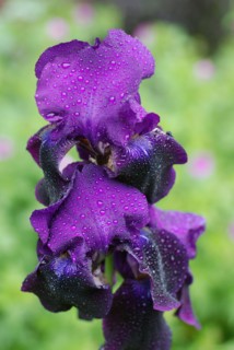 Iris barbu violet