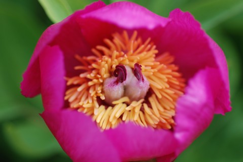 Pivoine mâle