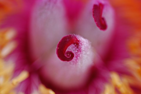 Pivoine mâle