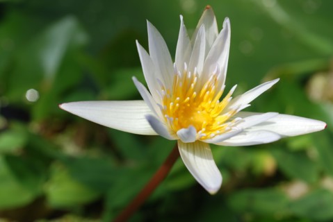 Fleur de nénuphar