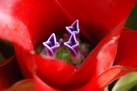 Neoregelia carolinae