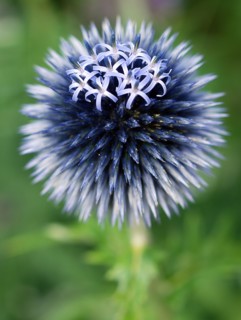 Ail d'ornement bleu