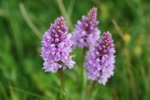 Orchis de Fuchs