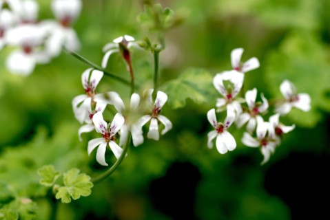 Pelargonium fragrans variegatum