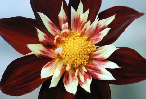 Dahlia "Chimborazo".