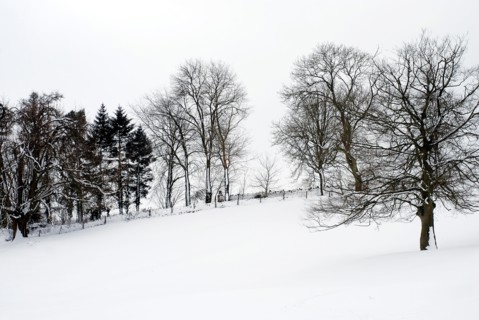 Réserve naturelle de Chedworth