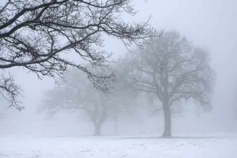 Paysage enneigé