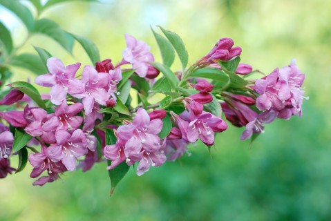 Weigela