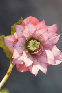 Hellébore