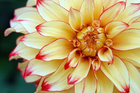 Dahlias