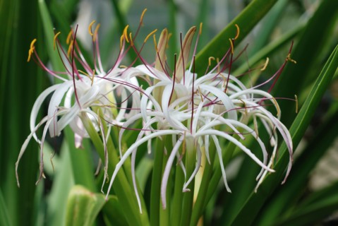 Hedychium yunnanense