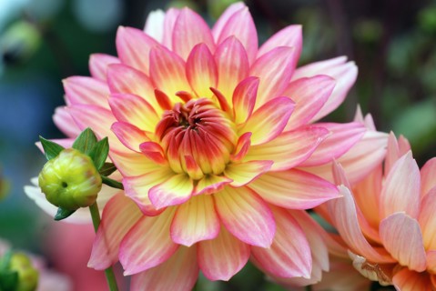 Dahlias