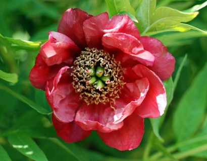 Pivoine de Delavay