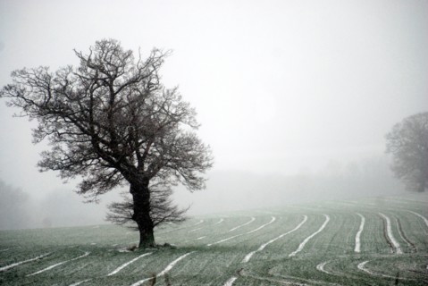 Brouillard dans un parc anglais du Norfolk