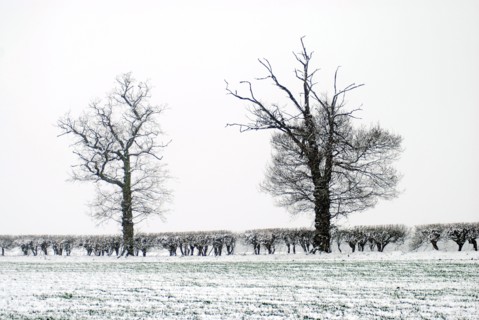 Paysage enneigé