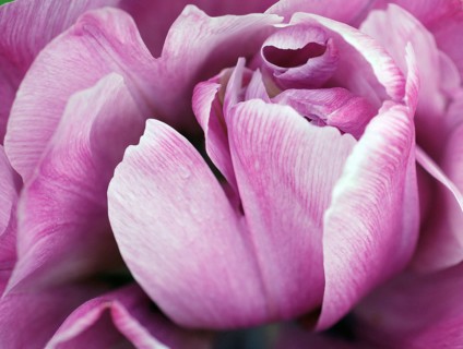 Tulipe rose
