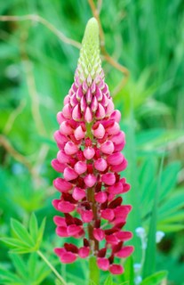 Lupin