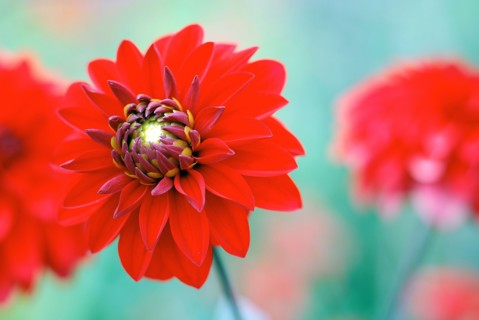 Dahlias