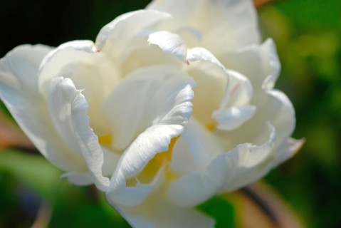 Tulipe blanche