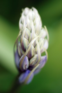 Jacinthe des bois