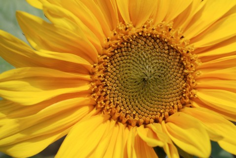 Fleur de tournesol