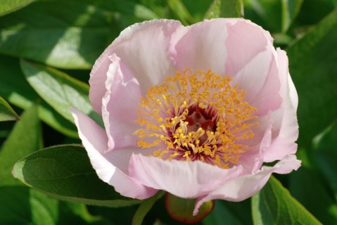 Pivoine herbacée