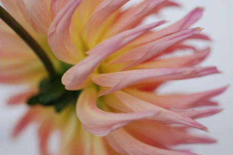 Dahlia ‘Icarus’