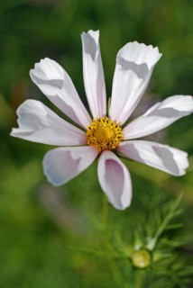 Cosmos rose