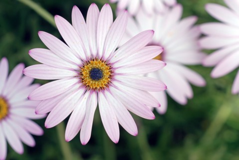 Osteospermum ‘Lady Leitrim’