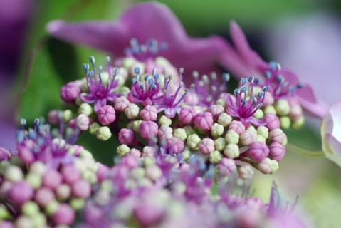 Hortensia