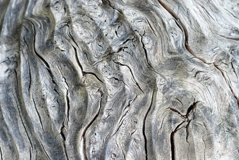 Détail d'un tronc d'arbre