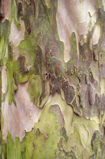 Détail d'un tronc d'arbre