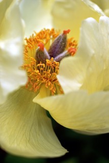 Pivoine
