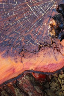 Détail d'un tronc d'arbre